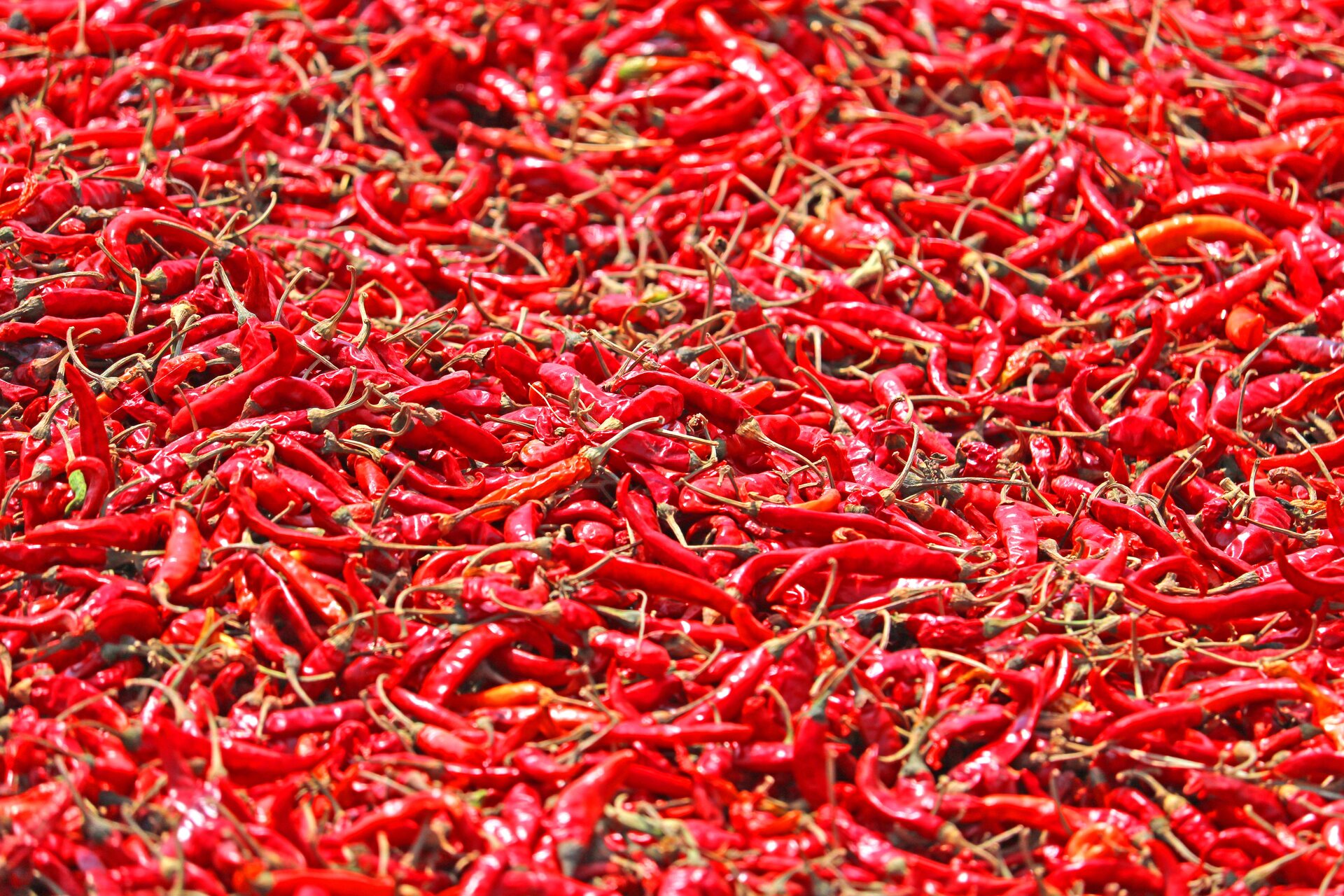 Chilli Pepper